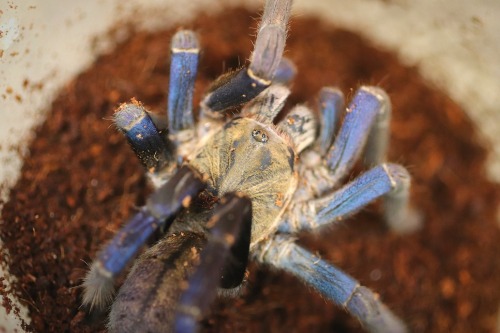 코발트 블루 성체 암컷 / Cyriopagopus lividus
