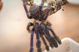 말레이시안 블루 (파항) 암컷 준성체 13cm / Lampropelma violaceopes (Pahang) Female